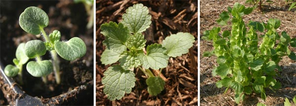 (L-R): Seedling, young plant and flowering plant of Bells or Ireland. 