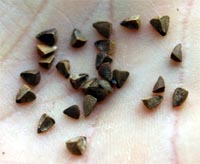 The small, dark-colored seeds are triangular in shape.