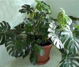 Split-leaf philodendron makes a goodhouseplant in the right conditions