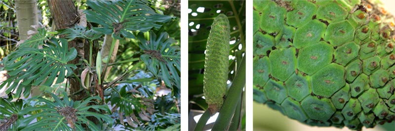 Inflorescences (L) and fruit (C and R) of Monstera deliciosa.