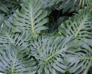 Leaves of split-leaf philodendron.