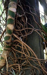 Clinging aerial roots of split-leaf philodendron.