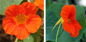 Nasturtium has intensely colored flowers, with a spur on the back.