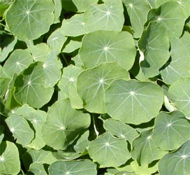 Nasturtium has nearly circular leaves.