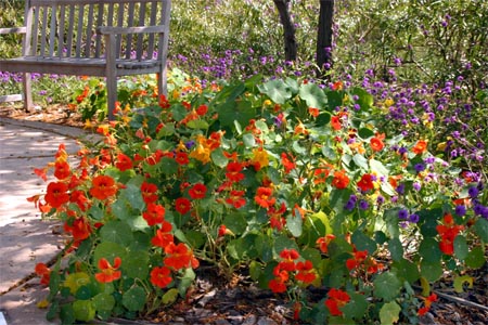 Nasturtium is an easy-to-grow annual.