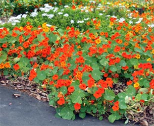 Nasturtium flowers are edible.