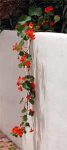 Trailing varieties look good cascading down walls.