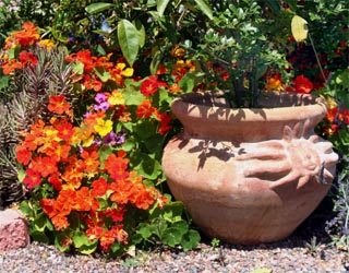 Nasturtiums are a colorful addition to the garden.