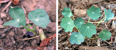 The distinctive nasturtium seedlings generally come up with 7-10 days of seeding and grow quickly in warm weather.