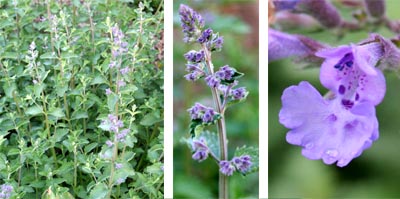 Walkers Low produces soft, blue-purple flowers.