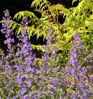 Catmints combine well with yellow flowers and foliage. 