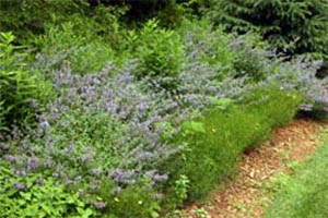 Walkers Low catmint flowering among other perennials.