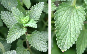 The oval leaves have scalloped edges.