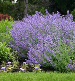 Other cultivars of catmint grow taller than Walkers Low. 