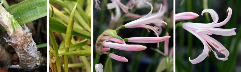 Buds emerge from the bulbs (L), elongate (LC), and burst open to reveal several flowers (RC), each with recurved petals once open (R)