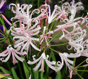 nerine in full bloom