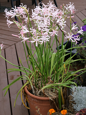 Pink Surprise Lily, Lycoris squamigera