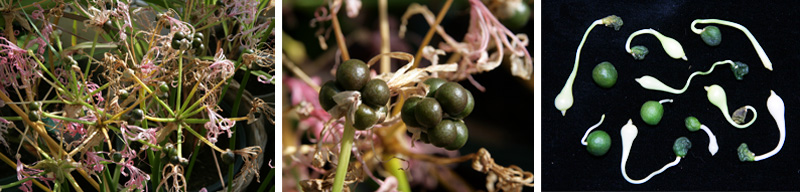 Seeds form after flowers are pollinated (L and C). Seeds germinate quickly after dropping from the plant (R).