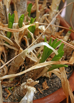 early spring growth