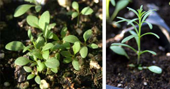 (L) Nierembergia seedlings and (R) a young Nierembergia plant.