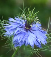 Blue flower of love-in-a-mist.
