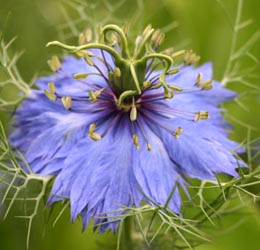 Love-in-a-mist has a short bloom period.
