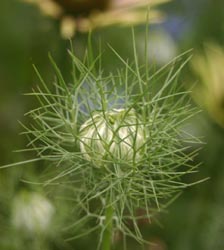 The finely divided, green bracts form the mist surrounding the flowers.