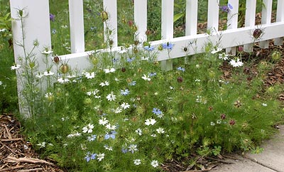 Love-in-a-mist is a charming, old-fashioned annual flower.