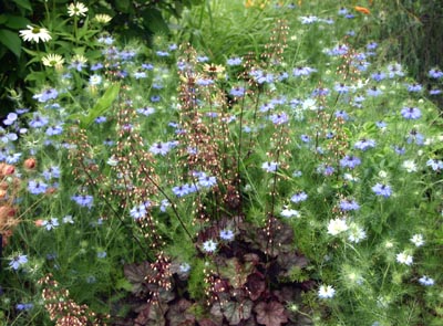Love-in-a-mist is good addition to the informal garden.