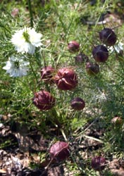 The seedpods dry well.