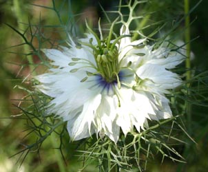 A white-flowered selection.