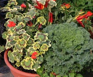 Ornamental kale combined with warm-season annuals as a foliar contrast.