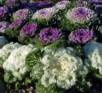 Ornamental kale makes a dramatic massed planting.