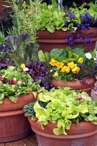 Lettuce is a great addition to spring containers.