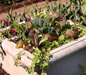 Lettuce and kale combine with pansies.