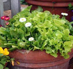 Small, bright green lettuce leaves are a fresh, spring-like contrast to the white and red Bellis flowers. 