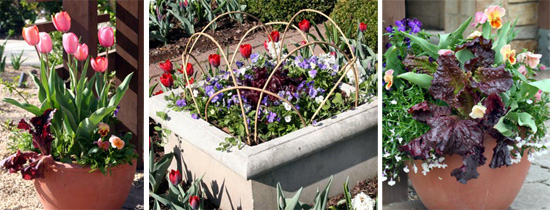 Red looseleaf lettuce and pink tulips combine in an early spring container. Red leaf lettuce and pansies in a container surrounded by tulips. Red looseleaf lettuce provides a color contrast with green-leaved plants. 