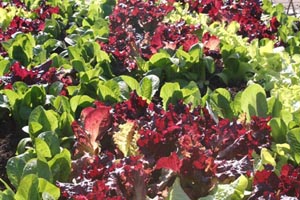 The various colors of lettuce leaves are very decorative.