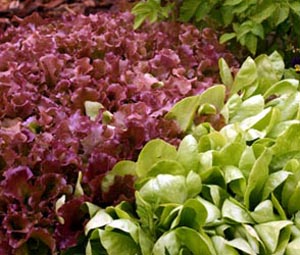 Lettuce can be a colorful ornamental foliage plant.