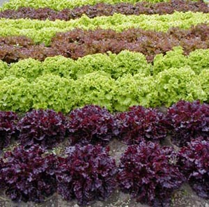 There are hundreds of lettuce varieties. 