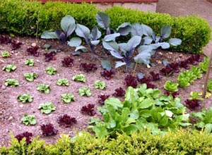 A decorative English vegetable plot.