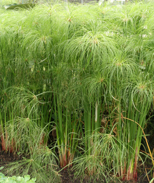 Papyrus Cyperus Papyrus Wisconsin Horticulture