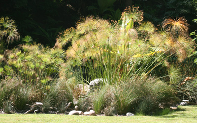 Papyrus is a tropical plant, so must be protected from frost.