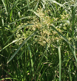 The non-descript, greenish-brown flowers are wind pollinated.