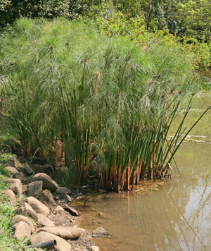 dwarf papyrus in pond