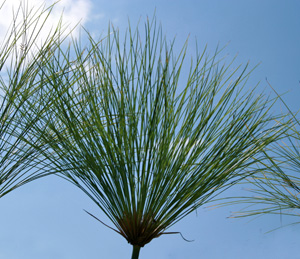 Each stem is topped with feather-duster-like growth.