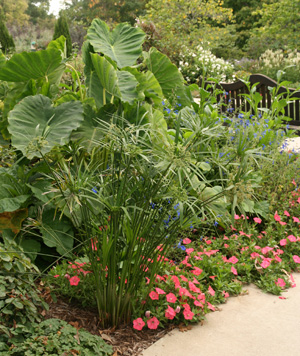 Papyrus can be grown as an annual in the Midwest.