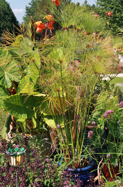 Papyrus, Cyperus papyrus – Wisconsin Horticulture