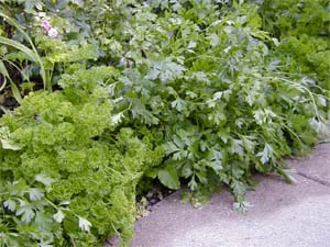 Parsley can be used as an ornamental.
