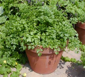 Parsley is an herb grown for the pungent flavored leaves.